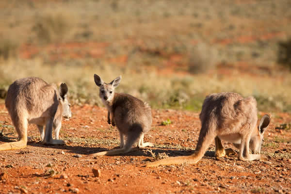Canguros jugando en zona árida desierto de Australia