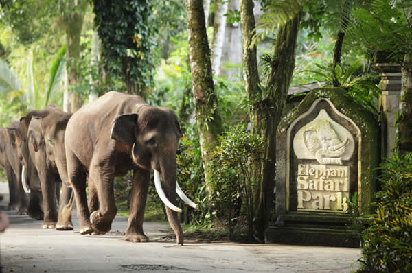 Indonesia Nihiwatu Familia Elefantes