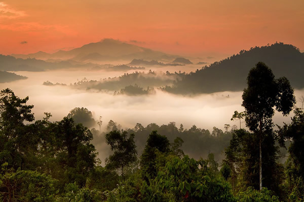 Viajes a Malasia y Borneo, Danum Valley y Gaya Island