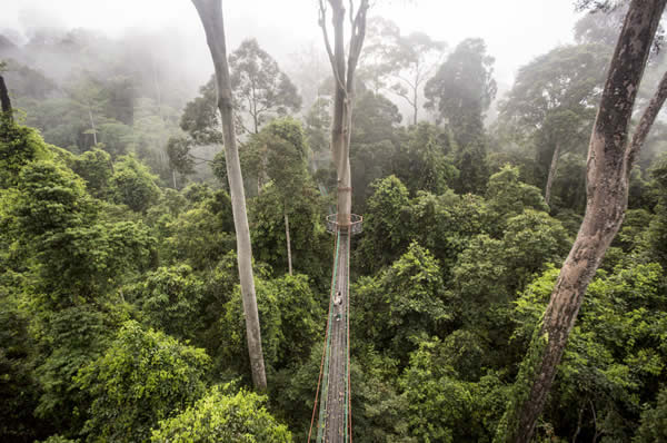 Viajes a Malasia y Borneo, Danum Valley y Gaya Island