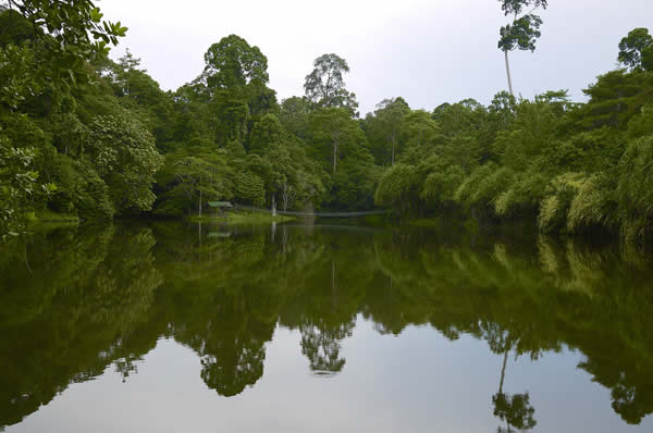 Viajes a Malasia y Borneo, Danum Valley y Gaya Island