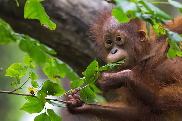 Viajes a Malasia Borneo Singapur Lujo