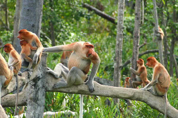 Viajes a Malasia Borneo Singapur Lujo