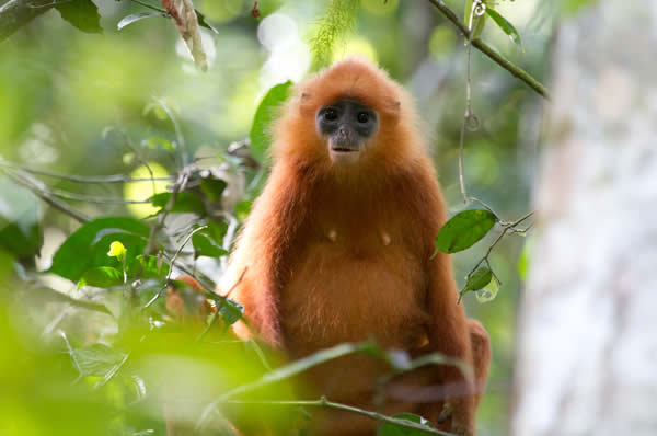 Viajes a Malasia Borneo Singapur Lujo