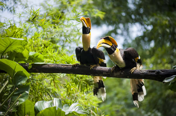 Viajes a Malasia Borneo Singapur Lujo