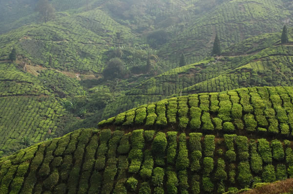 paisaje Viajes a Sri Lanka Tren Nuwara Eliya a Kandy